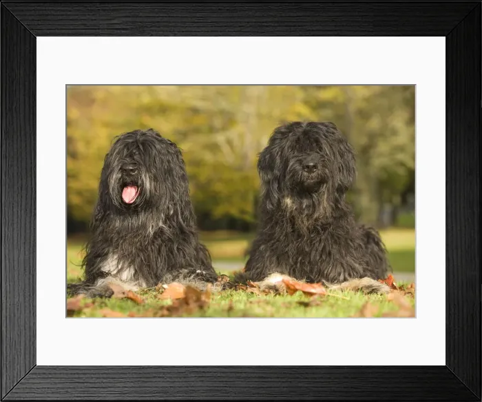 Framed Print : Dog - Portuguese Sheepdog. Also known as: Cao da serra de Aires or Monkey Dog Framed Print : Dog - Portuguese Sheepdog. Also known as: Cao da serra de Aires or Monkey Dog