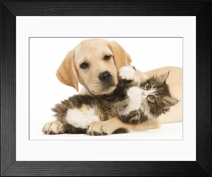 Framed Print : Cat & Dog - Labrador puppy and Norwegian Forest Cat kitten lying in studio Framed Print : Cat & Dog - Labrador puppy and Norwegian Forest Cat kitten lying in studio