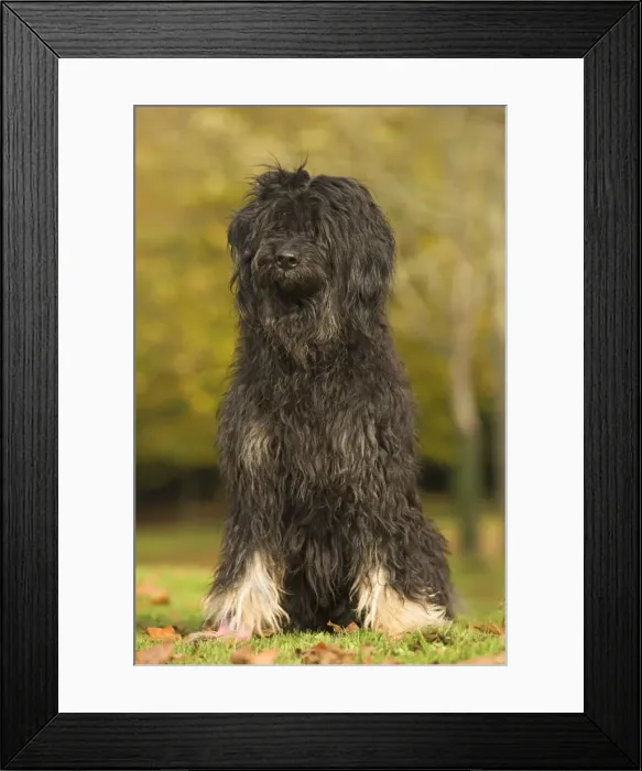 Framed Print : Dog - Portuguese Sheepdog. Also known as: Cao da serra de Aires or Monkey Dog Framed Print : Dog - Portuguese Sheepdog. Also known as: Cao da serra de Aires or Monkey Dog