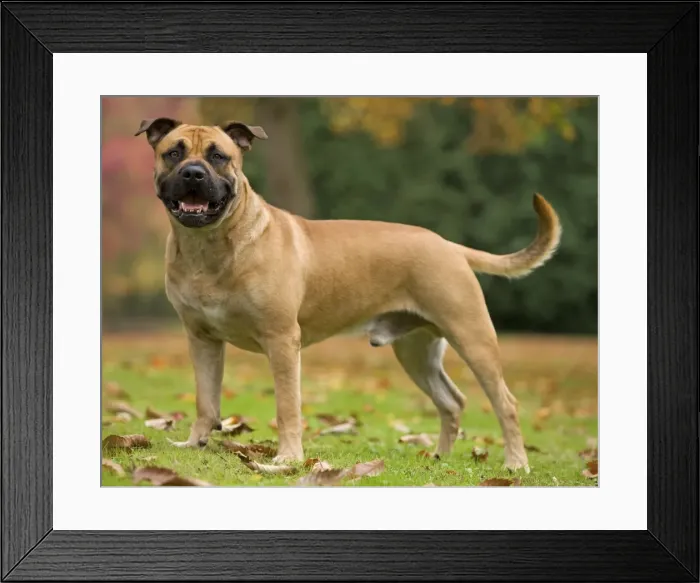 Framed Print : Dog - Perro de Presa Mallorquin / Ca de Bou / Majorca Mastiff Framed Print : Dog - Perro de Presa Mallorquin / Ca de Bou / Majorca Mastiff