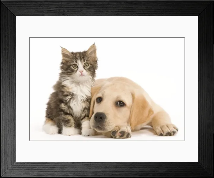 Framed Print : Cat & Dog - Labrador puppy and Norwegian Forest Cat kitten in studio Framed Print : Cat & Dog - Labrador puppy and Norwegian Forest Cat kitten in studio