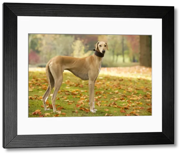 Framed Print : Dog - Azawakh. Also known as Tuareg Sloughi Framed Print : Dog - Azawakh. Also known as Tuareg Sloughi