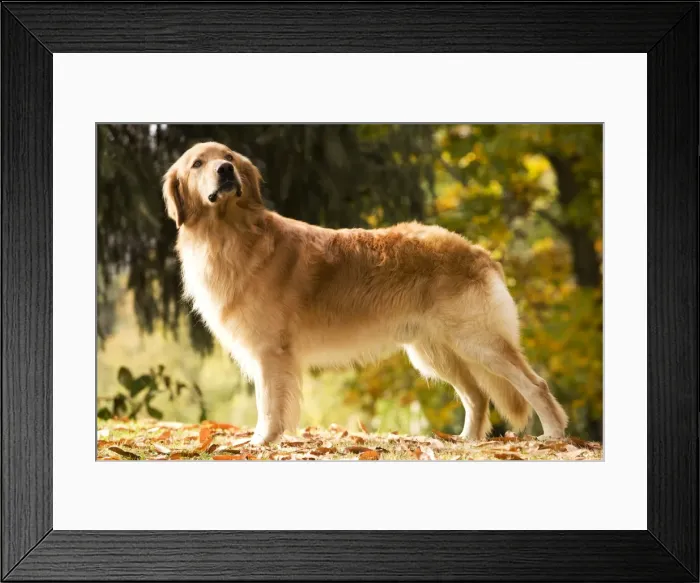 Framed Print : Dog - Hovawart