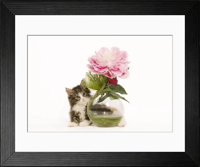 Framed Print : Cat - Norwegian Forest Cat kitten with vase & flowers Framed Print : Cat - Norwegian Forest Cat kitten with vase & flowers