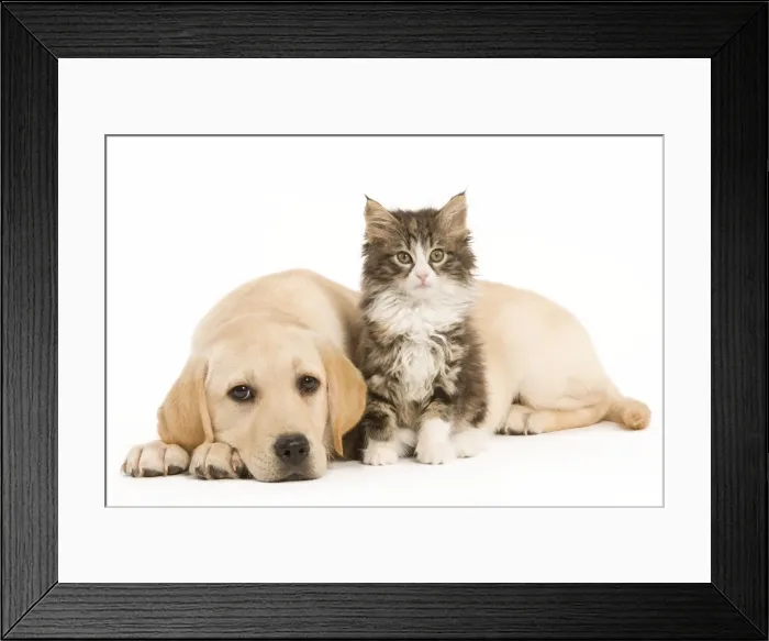 Framed Print : Cat & Dog - Labrador puppy and Norwegian Forest Cat kitten in studio Framed Print : Cat & Dog - Labrador puppy and Norwegian Forest Cat kitten in studio