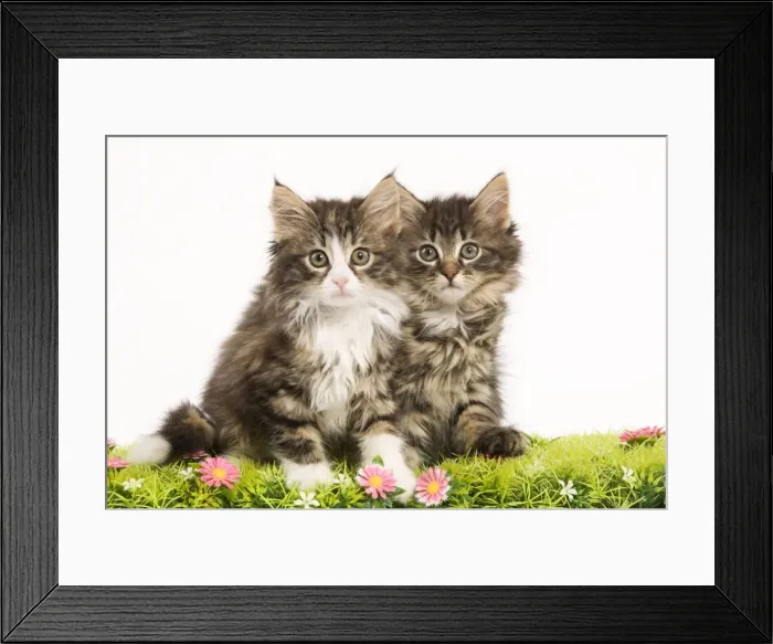Framed Print : Cat - Norwegian Forest Cat kittens with flowers