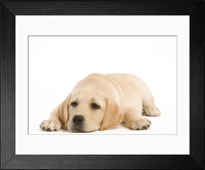 Framed Print : Dog - Labrador puppy lying in studio Framed Print : Dog - Labrador puppy lying in studio