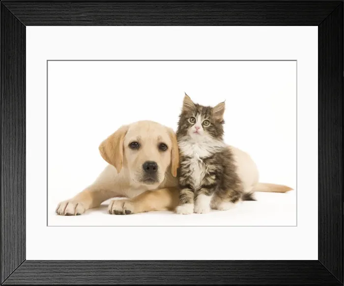 Framed Print : Cat & Dog - Labrador puppy and Norwegian Forest Cat kitten in studio Framed Print : Cat & Dog - Labrador puppy and Norwegian Forest Cat kitten in studio