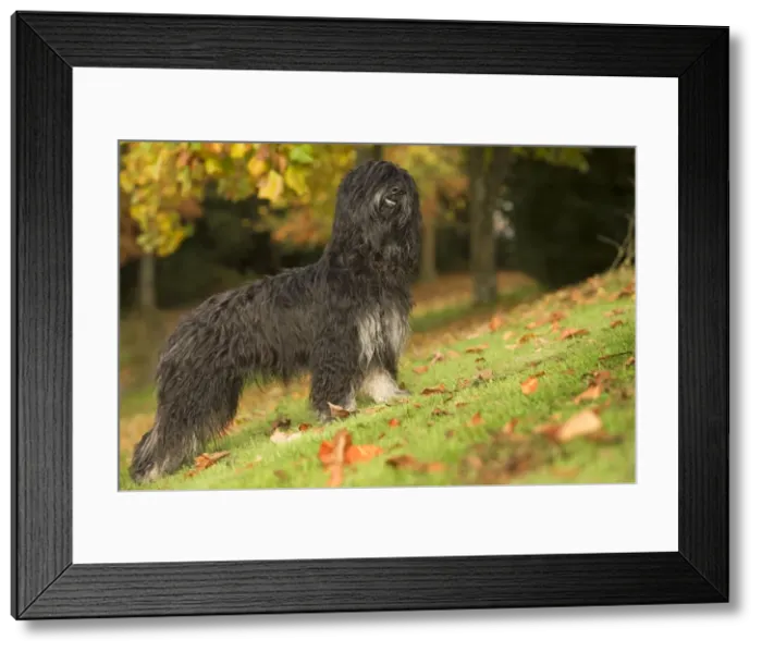 Framed Print : Dog - Portuguese Sheepdog. Also known as: Cao da serra de Aires or Monkey Dog Framed Print : Dog - Portuguese Sheepdog. Also known as: Cao da serra de Aires or Monkey Dog