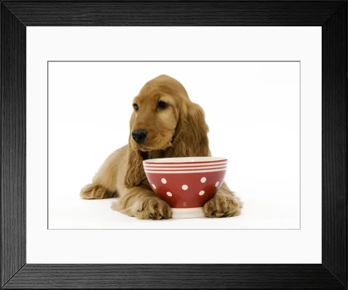 Framed Print : Dog - English Cocker Spaniel puppy in studio Framed Print : Dog - English Cocker Spaniel puppy in studio