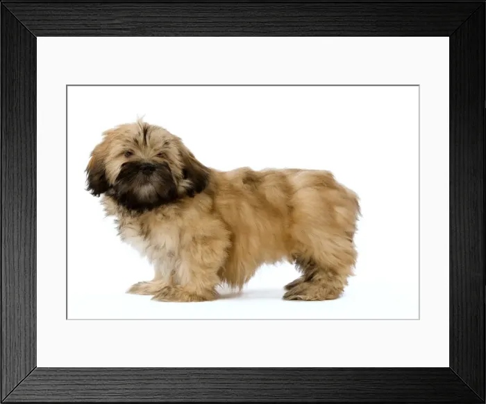 Framed Print : Dog - Lhassa Apso puppy in studio Framed Print : Dog - Lhassa Apso puppy in studio