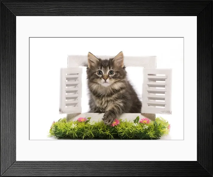 Framed Print : Cat - Norwegian Forest Cat kitten looking through shutters with flowers. New Home Framed Print : Cat - Norwegian Forest Cat kitten looking through shutters with flowers. New Home