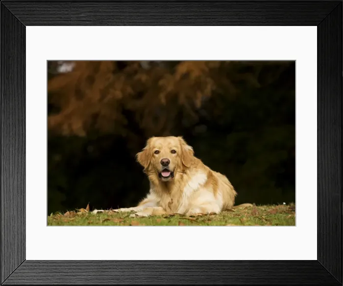 Framed Print : Dog - Hovawart - outside Framed Print : Dog - Hovawart - outside