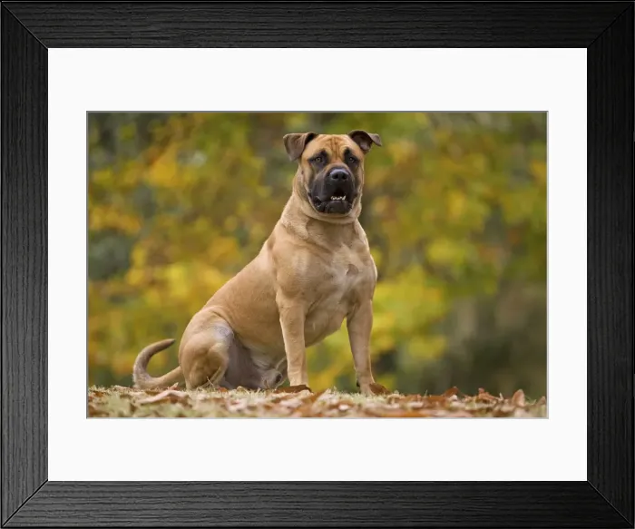 Framed Print : Dog - Perro de Presa Mallorquin / Ca de Bou / Majorca Mastiff Framed Print : Dog - Perro de Presa Mallorquin / Ca de Bou / Majorca Mastiff