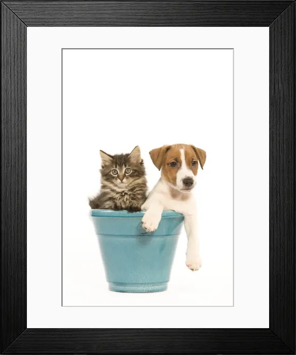 Framed Print : Cat & Dog - Norwegian Forest Cat kitten with Jack Russell puppy in blue flowerpot Framed Print : Cat & Dog - Norwegian Forest Cat kitten with Jack Russell puppy in blue flowerpot