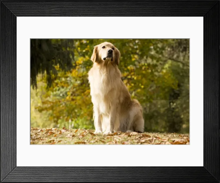 Framed Print : Dog - Hovawart Framed Print : Dog - Hovawart
