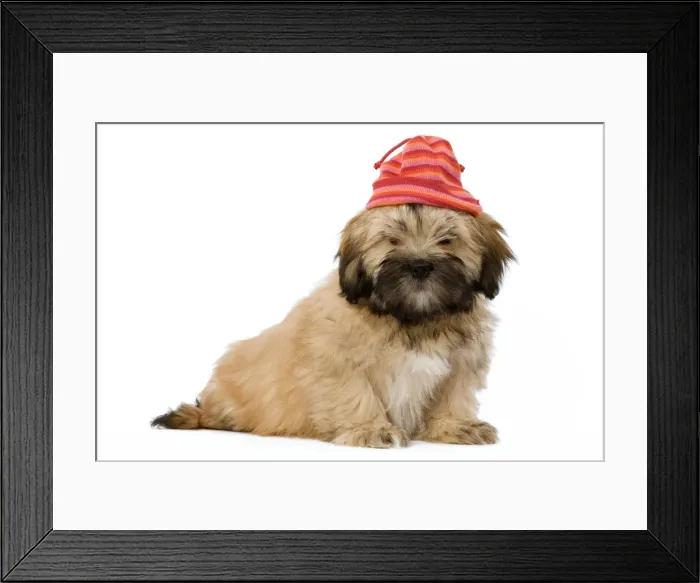 Framed Print : Dog - Lhassa Apso Puppy in studio wearing brightly coloured hat Framed Print : Dog - Lhassa Apso Puppy in studio wearing brightly coloured hat