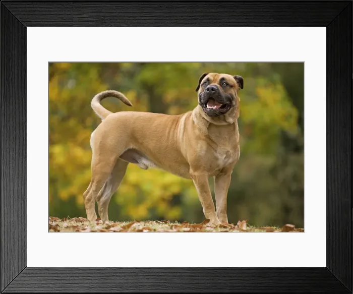 Framed Print : Dog - Perro de Presa Mallorquin / Ca de Bou / Majorca Mastiff Framed Print : Dog - Perro de Presa Mallorquin / Ca de Bou / Majorca Mastiff