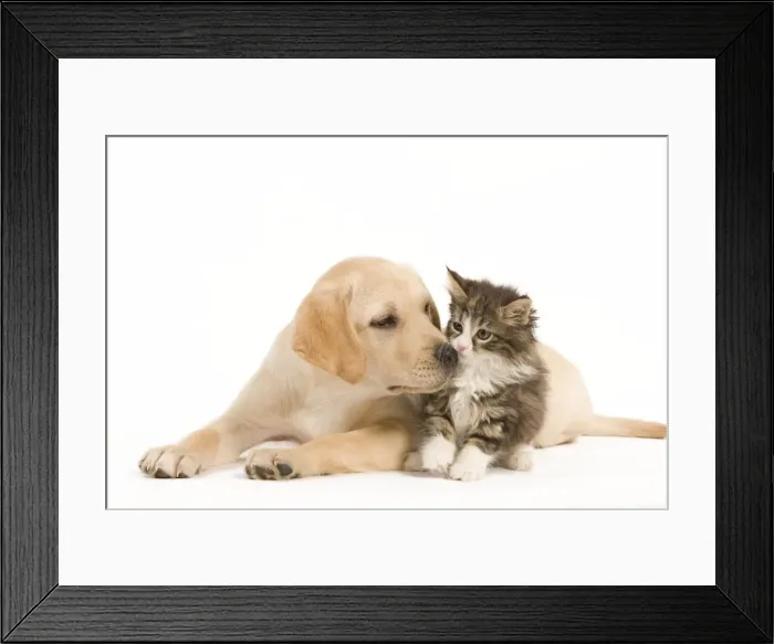 Framed Print : Cat & Dog - Labrador puppy and Norwegian Forest Cat kitten in studio Framed Print : Cat & Dog - Labrador puppy and Norwegian Forest Cat kitten in studio