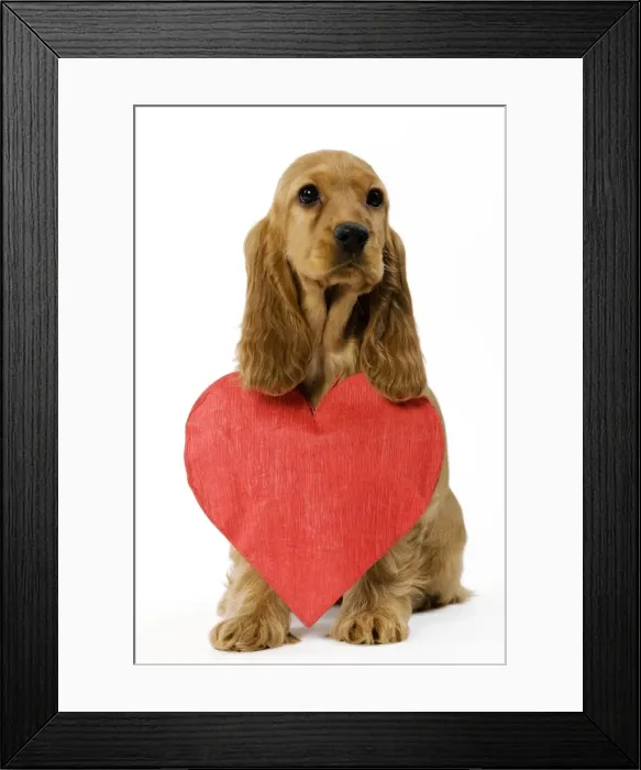 Framed Print : Dog - English Cocker Spaniel puppy in studio with paper heart around neck Framed Print : Dog - English Cocker Spaniel puppy in studio with paper heart around neck