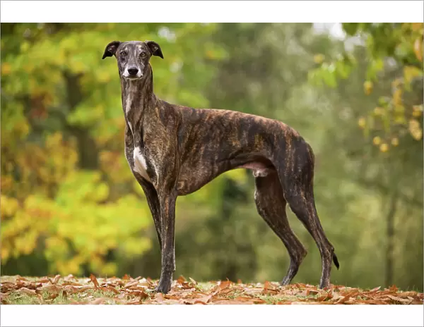 Dog - Greyhound outside