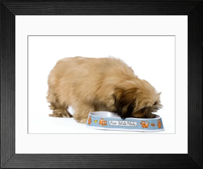 Framed Print : Dog - Lhassa Apso Puppy in studio eating from bowl Framed Print : Dog - Lhassa Apso Puppy in studio eating from bowl