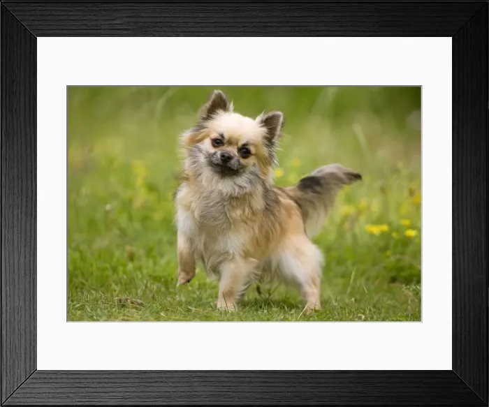Framed Print : Dog - long-haired chihuahua Framed Print : Dog - long-haired chihuahua