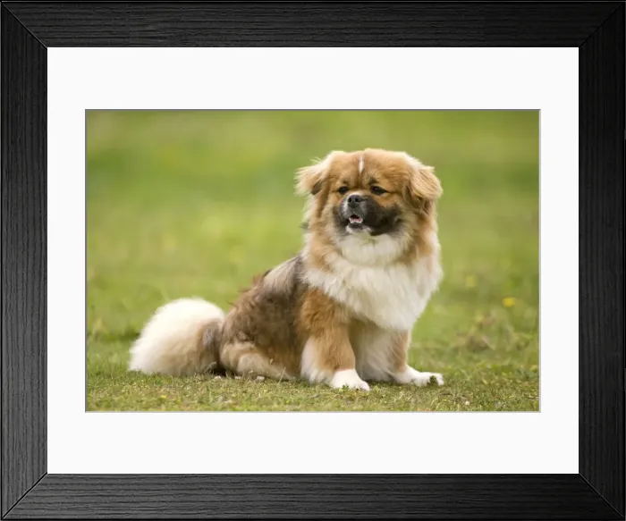 Framed Print : Dog - Tibetan Spaniel Framed Print : Dog - Tibetan Spaniel