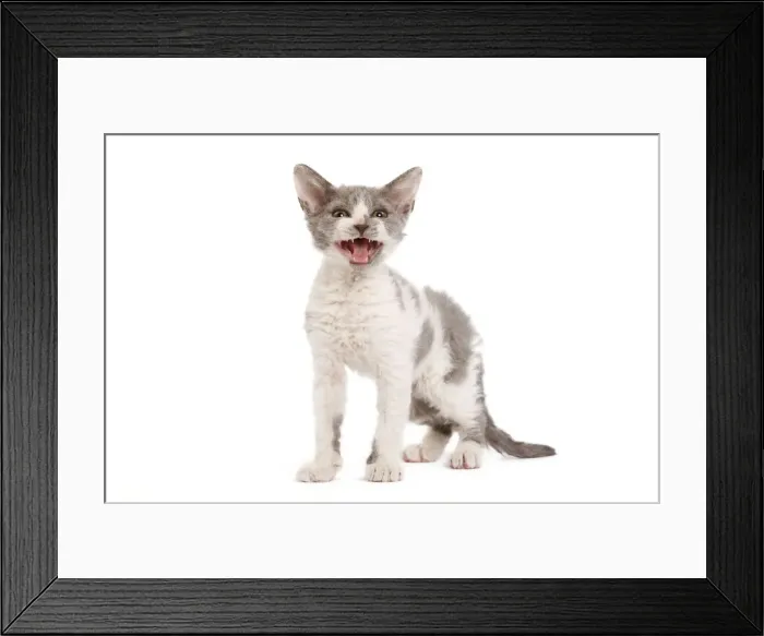 Framed Print : Cat - Selkirk Rex kittens in studio - miaowing Framed Print : Cat - Selkirk Rex kittens in studio - miaowing