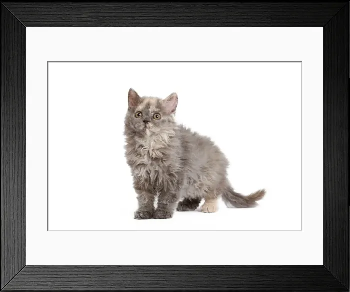 Framed Print : Cat - Selkirk Rex kitten in studio Framed Print : Cat - Selkirk Rex kitten in studio