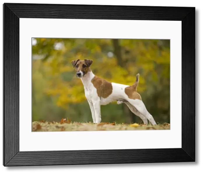 Framed Print : Dog - Smooth Fox Terrier Framed Print : Dog - Smooth Fox Terrier