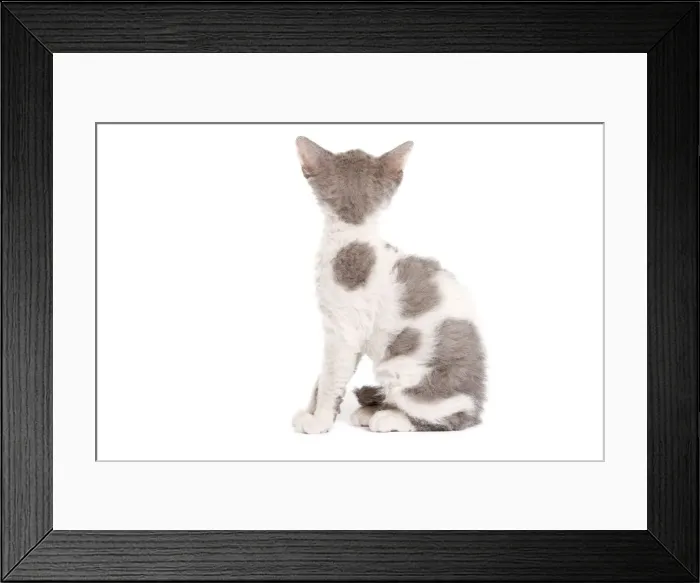 Framed Print : Cat - Selkirk Rex kitten in studio - back view of head Framed Print : Cat - Selkirk Rex kitten in studio - back view of head