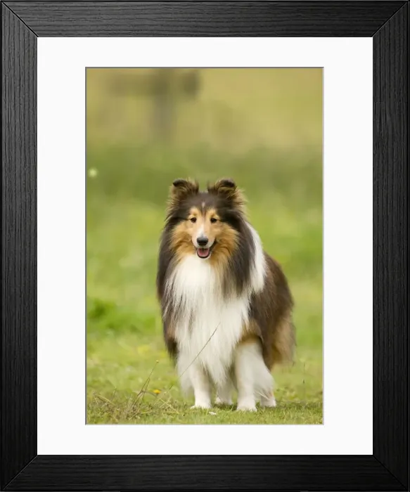 Framed Print : Dog - Shetland sheepdog Framed Print : Dog - Shetland sheepdog