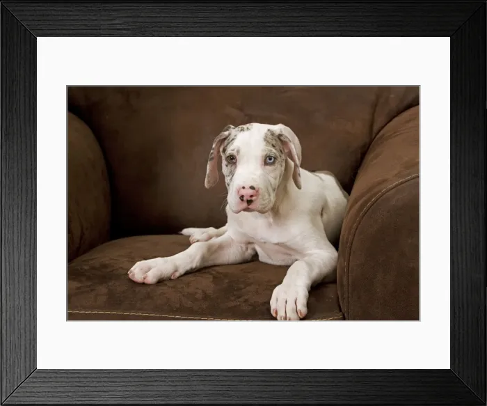 Framed Print : Dog - Great Dane - 10 week old puppy on armchair. Also known as German Mastiff / Deutsche Dogge / Dogue Allemand (French) Framed Print : Dog - Great Dane - 10 week old puppy on armchair. Also known as German Mastiff / Deutsche Dogge / Dogue Allemand (French)