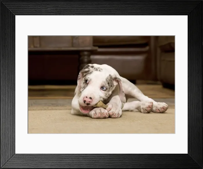 Framed Print : Dog - Great Dane - 10 week old puppy chewing bone. Also known as German Mastiff / Deutsche Dogge / Dogue Allemand (French) Framed Print : Dog - Great Dane - 10 week old puppy chewing bone. Also known as German Mastiff / Deutsche Dogge / Dogue Allemand (French)