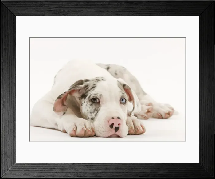 Framed Print : Dog - Great Dane - 10 week old puppy in studio. Also known as German Mastiff / Deutsche Dogge / Dogue Allemand (French) Framed Print : Dog - Great Dane - 10 week old puppy in studio. Also known as German Mastiff / Deutsche Dogge / Dogue Allemand (French)