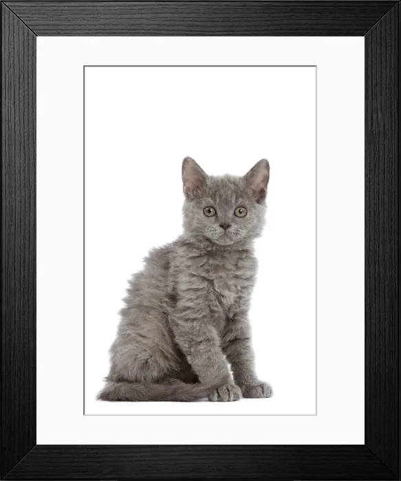 Framed Print : Cat - Selkirk Rex kitten in studio Framed Print : Cat - Selkirk Rex kitten in studio