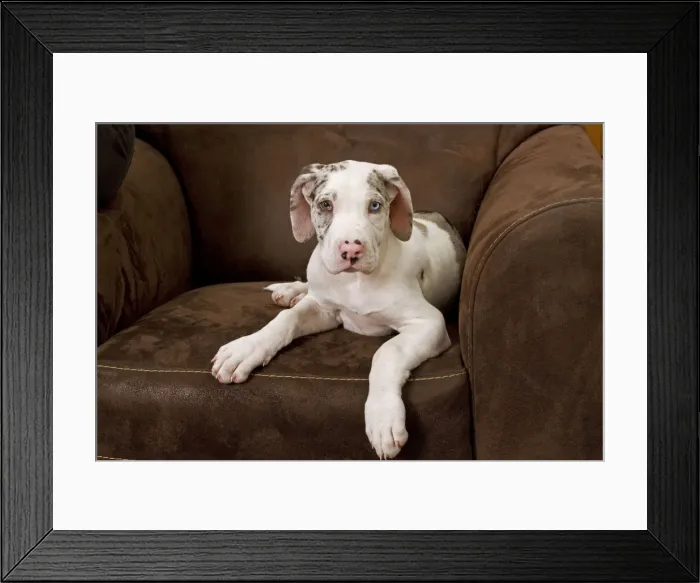 Framed Print : Dog - Great Dane - 10 week old puppy on armchair. Also known as German Mastiff / Deutsche Dogge / Dogue Allemand (French) Framed Print : Dog - Great Dane - 10 week old puppy on armchair. Also known as German Mastiff / Deutsche Dogge / Dogue Allemand (French)