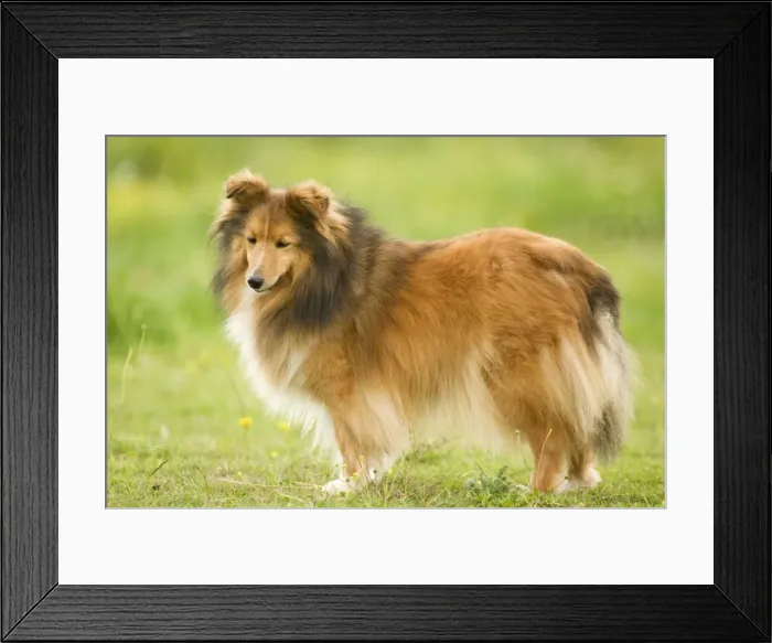 Framed Print : Dog - Shetland sheepdog Framed Print : Dog - Shetland sheepdog