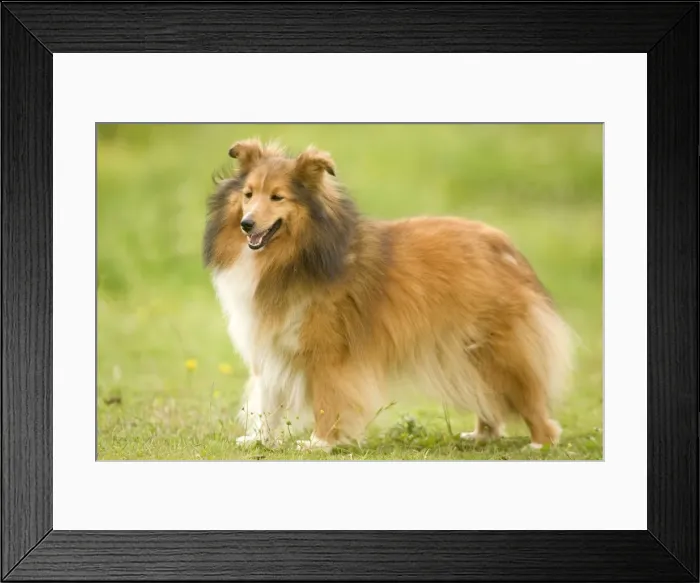 Framed Print : Dog - Shetland sheepdog Framed Print : Dog - Shetland sheepdog