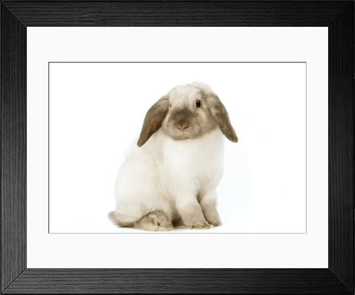 Framed Print : Rabbit - French Lop / Belier Framed Print : Rabbit - French Lop / Belier