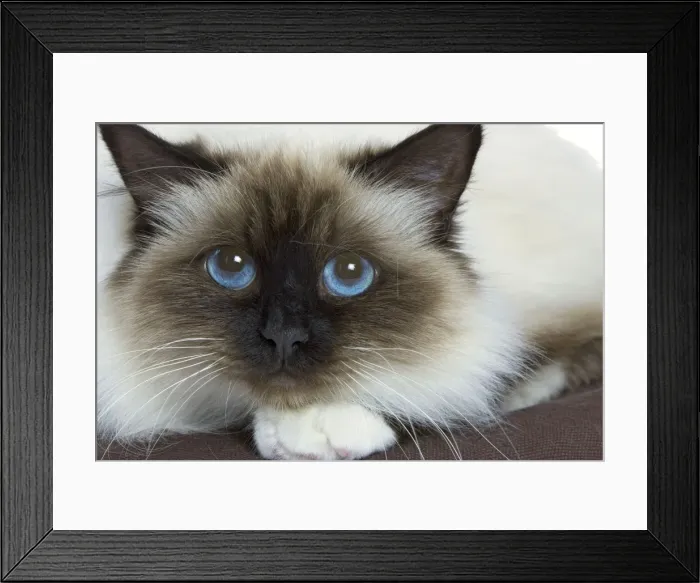 Framed Print : Cat - Birman - in studio Framed Print : Cat - Birman - in studio