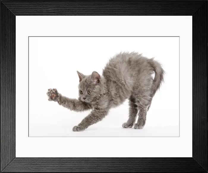 Framed Print : Cat - Selkirk Rex kitten in studio - arching back and stretching Framed Print : Cat - Selkirk Rex kitten in studio - arching back and stretching