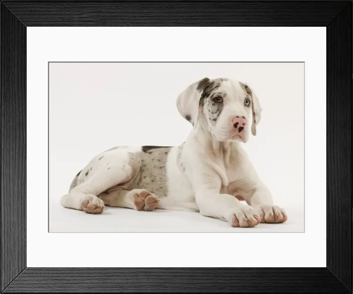 Framed Print : Dog - Great Dane - 10 week old puppy in studio. Also known as German Mastiff / Deutsche Dogge / Dogue Allemand (French) Framed Print : Dog - Great Dane - 10 week old puppy in studio. Also known as German Mastiff / Deutsche Dogge / Dogue Allemand (French)