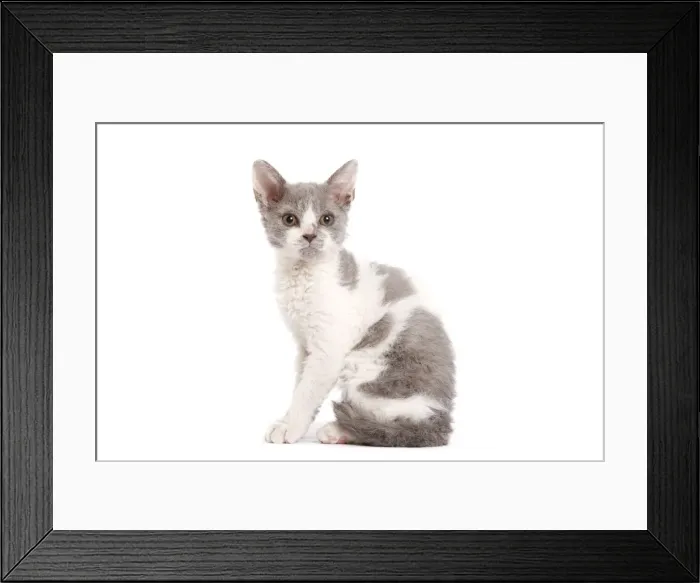 Framed Print : Cat - Selkirk Rex kitten in studio Framed Print : Cat - Selkirk Rex kitten in studio