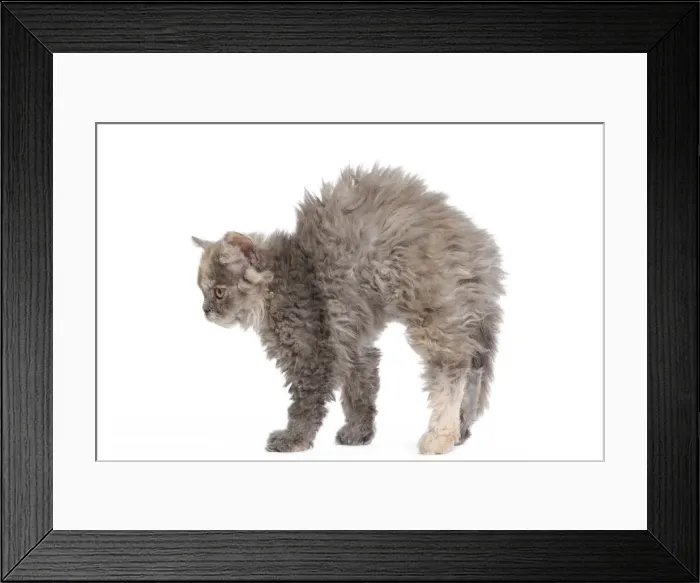 Framed Print : Cat - Selkirk Rex kittens in studio - arching back, stretching Framed Print : Cat - Selkirk Rex kittens in studio - arching back, stretching