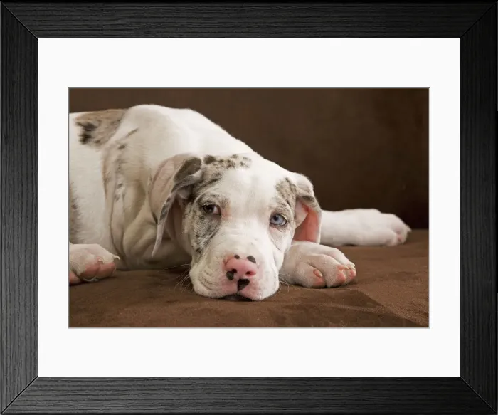 Framed Print : Dog - Great Dane - 10 week old puppy in studio. Odd eyes. Also known as German Mastiff / Deutsche Dogge / Dogue Allemand (French) Framed Print : Dog - Great Dane - 10 week old puppy in studio. Odd eyes. Also known as German Mastiff / Deutsche Dogge / Dogue Allemand (French)