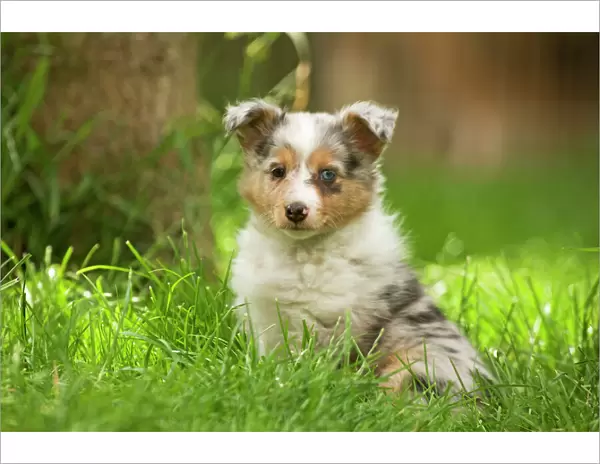 Dog - puppy with odd eyes