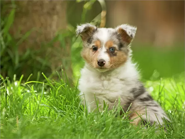 Dog - puppy with odd eyes