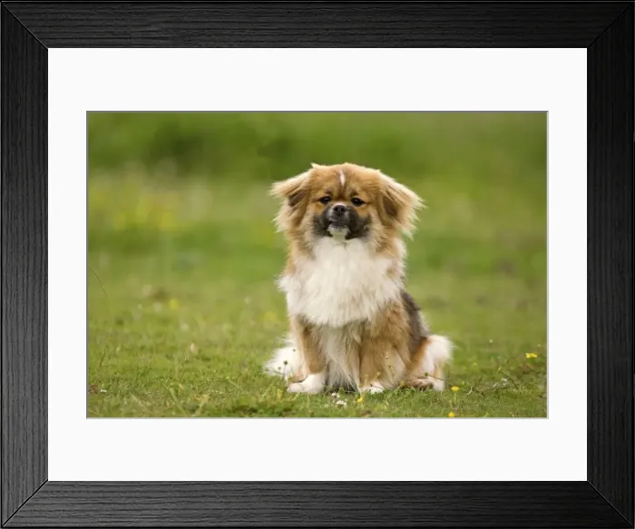 Framed Print : Dog - Tibetan Spaniel Framed Print : Dog - Tibetan Spaniel